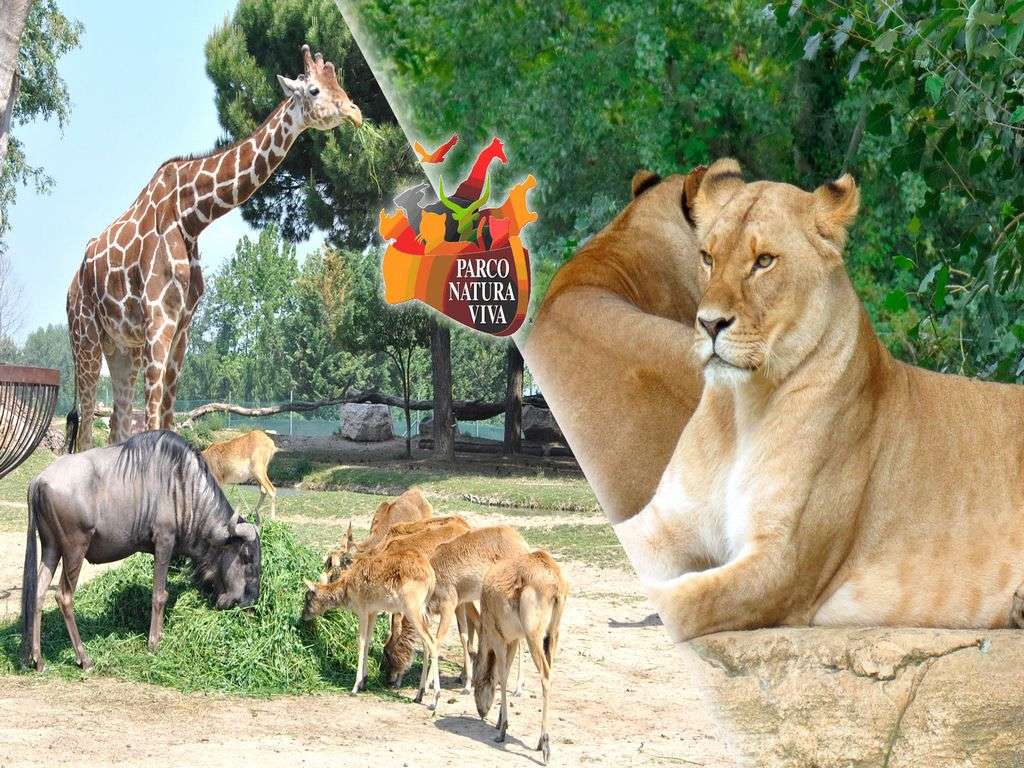 Proposta Zoo Safari Natura viva 2 pers